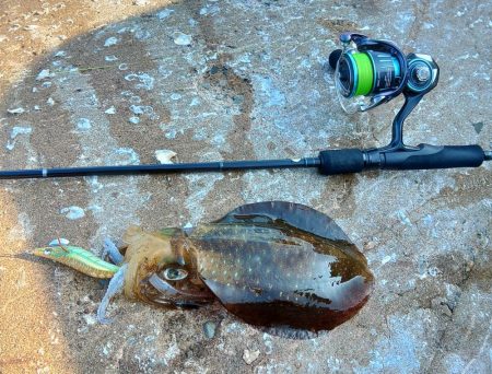 アオリイカ大きくなってきました！